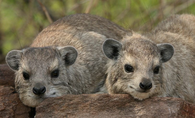 hyrax